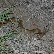 king brown snake