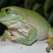 Green tree frog