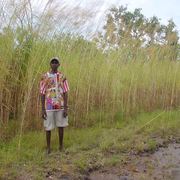spear grass (early)