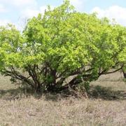 freshwater mangrove