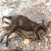 black wallaroo (male)