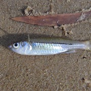 Mariana's hardyhead