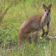 agile wallaby