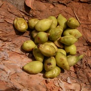 billygoat plum