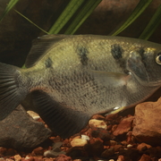 sevenspot archerfish, primitive archerfish