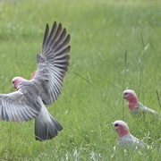 galah