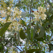  Kind of Wattle (Acacia platycarpa) Ghost wattle