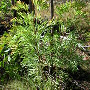two grevillea spp.