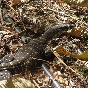 sand monitor