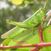 grasshopper
