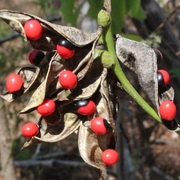 Crab's Eye Vine
