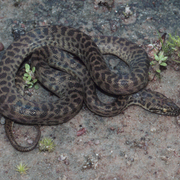 children's python