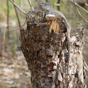 spotted-tree monitor