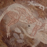 antilopine kangaroo (female)