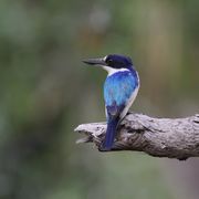 Kingfishers