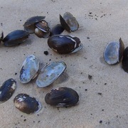 freshwater mussel
