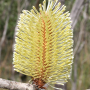 Banksia***