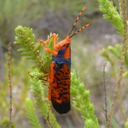 Leichhardt's Grasshopper, Australian spectacular grasshopper