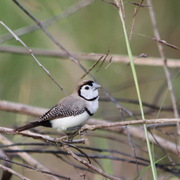 double-barred finch