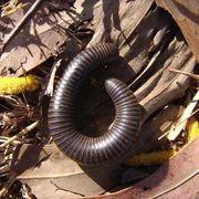 giant millipede