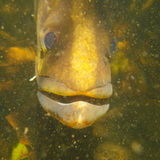 barramundi
