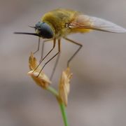 fly
