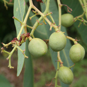 green plum