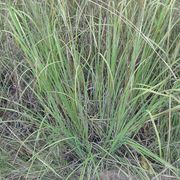 bush sugar cane