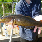 sleepy cod