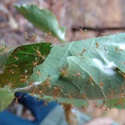 green tree ant