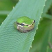 Northern dwarf tree frog