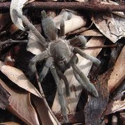 spider