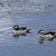 green pygmy-goose