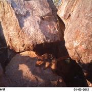 northern quoll