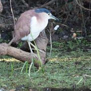 rufous night heron