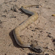 deaf adder