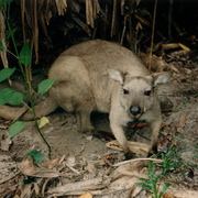 black wallaroo (female)