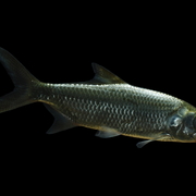 oxeye herring