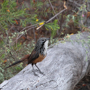 white-throated grasswren