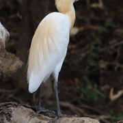 cattle egret