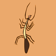 Insects & Gastropods