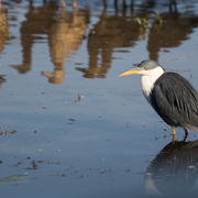 pied heron