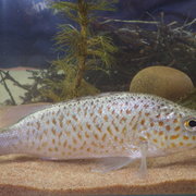 spangled grunter, spangled perch