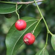 Celtis (no common name)